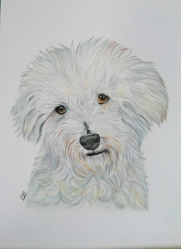Copito