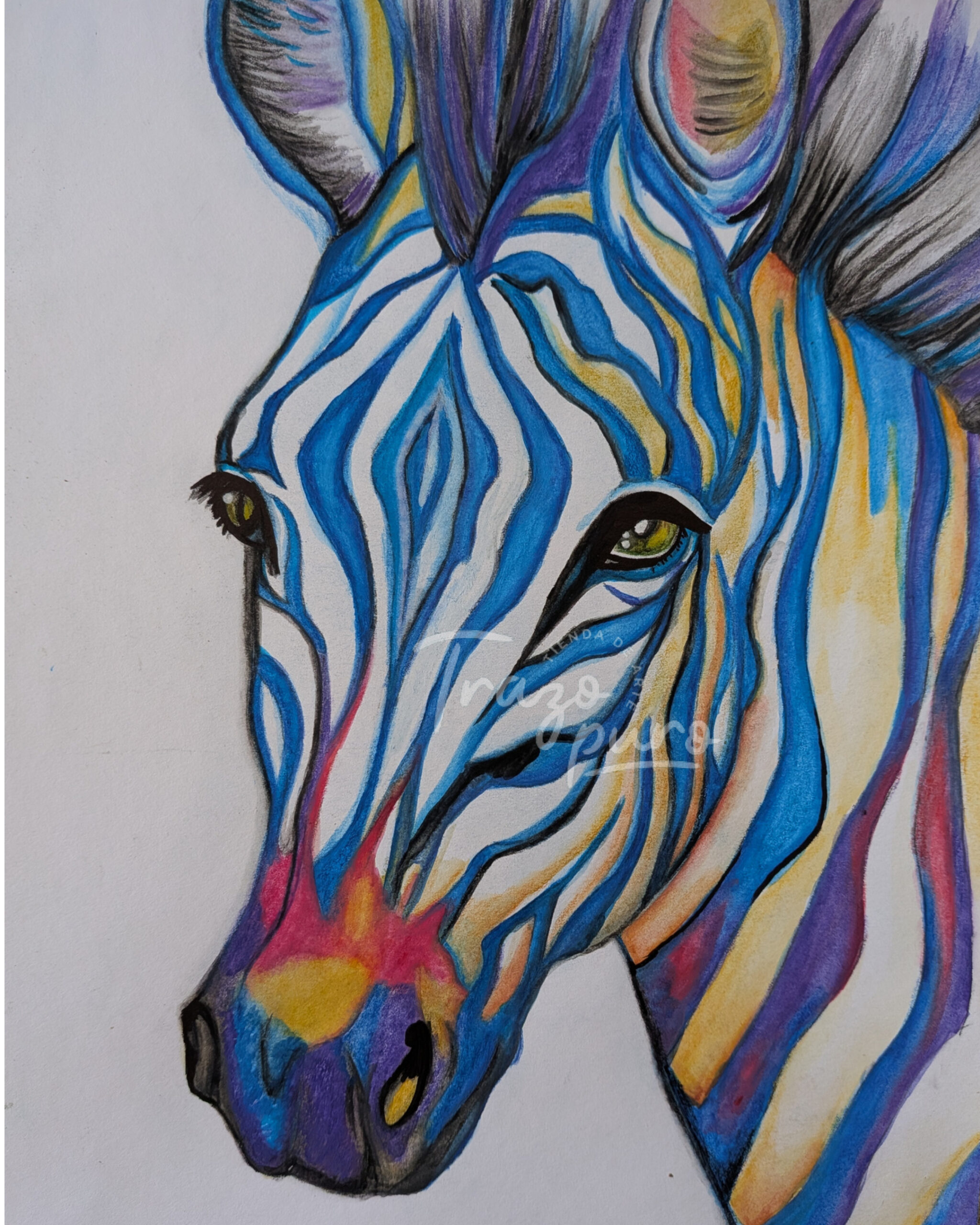 Cebra de Colores Cebra de Colores